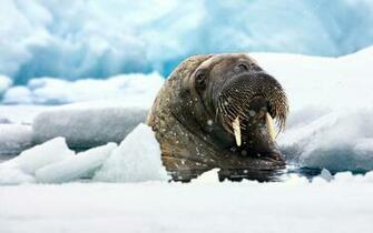 Walrus Computer Wallpaper Desktop Background