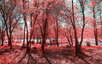 Windows Background Surface Infrared Forest Wallpaper X