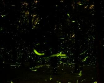 Lightning Bugs