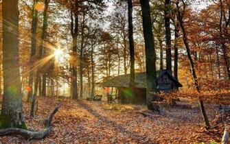 Abandoned Cabin In The Woods Wallpaper