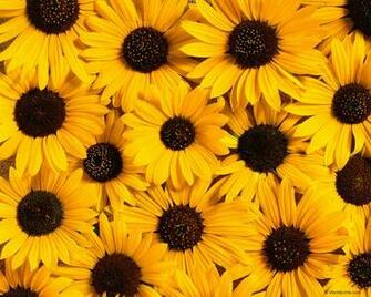 Best Girasol Background