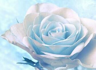 Beautiful White Roses Wallpaper Rose