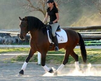Dressage Wallpaper