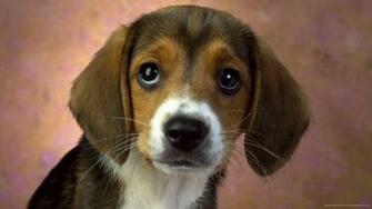 Beagle Puppy Portrait Wallpaper