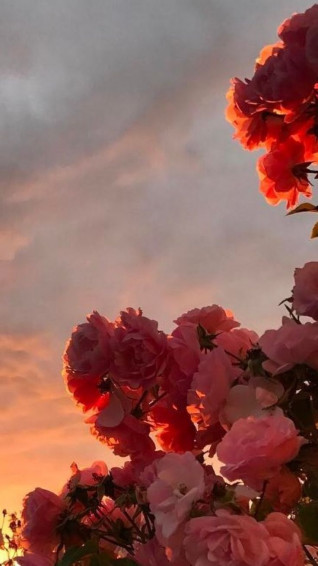 V Fiori Faidate Flower