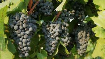 Grapes Wallpaper