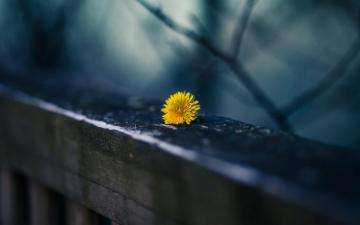 Yellow Macro Wallpaper