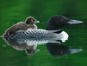 Loons HD Wallpaper Desktop Image