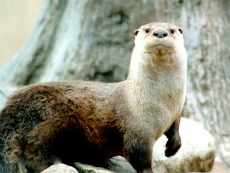 Otter Wallpaper