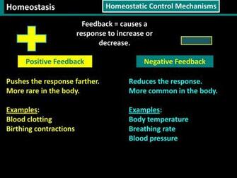 Homeostasis Maintaining Stable Internal Conditions