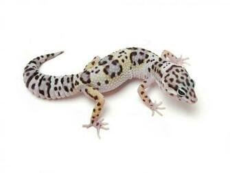 Leopard Gecko Wallpaper