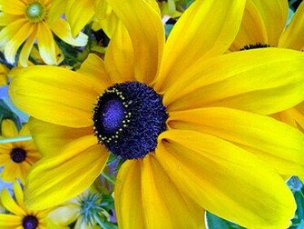 Wallpaper Yellow Flower Background Floral