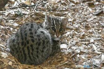 Fishing Cat Wallpaper By Fotofurnl