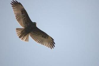 Immature Puna Hawk Wallpaper HD Eagle