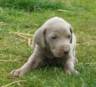 Picture Weimaraner The Dog Wallpaper Best