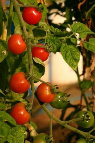 Wallpaper Vegetable Gardens Gardening Garden