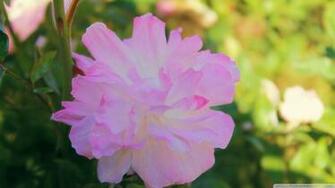 Pink And White Flower Wallpaper