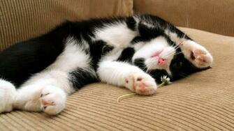 Playful Black And White Kitten Wallpaper