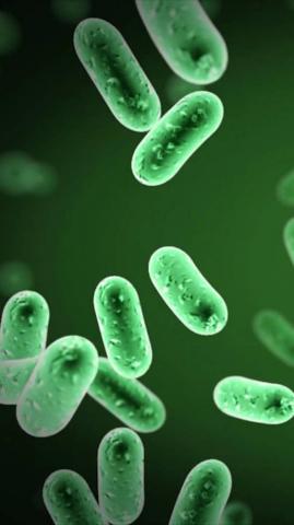 Bacteria Wallpaper Top Background