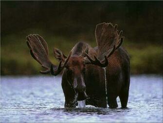 Animals Creatures