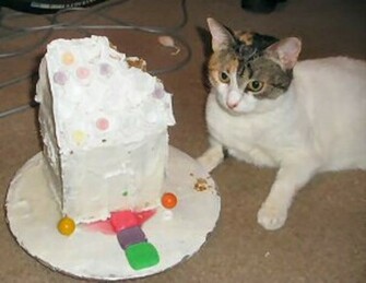 Funny BirtHDay Cat Desktop Wallpaper