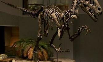 Bigger Dinosaur Skeleton Wallpaper For Android Screenshot