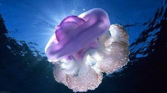 Blue Jelly Fish Wallpaper Ocean Sea Underwater Water