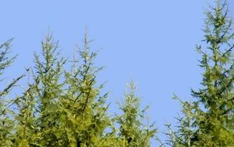 Pine Tree Wallpaper Related Keywords Amp Suggestions