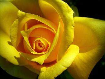 Rose Wallpaper Pictures Of Flowers Red