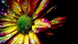 Cool Custom Background Water Drop Flower