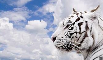 Big Cats Netbook Wallpaper Tm
