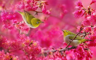 Wallpaper Birds And Flowers