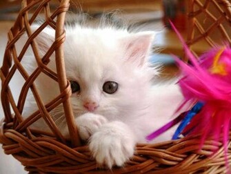 Sweet Cat HD Wallpaper From Photo Gallery