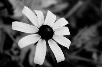 Wallpaper Black And White