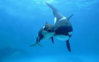 Orcas Wallpaper