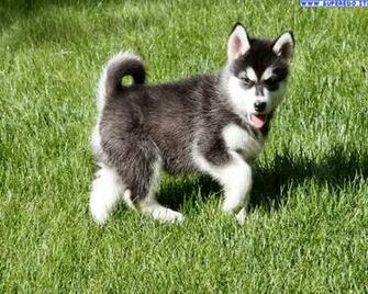 Alaskan Malamute Wallpaper HD
