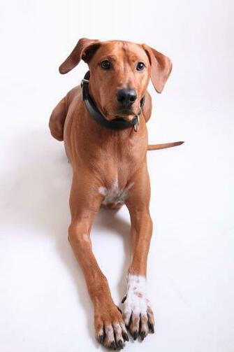 HD Wallpaper Adult Redbone Coonhound Laying On White Surface
