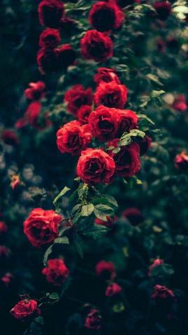 Beautiful Garden Red Roses Flowers iPhone Wallpaper Flower