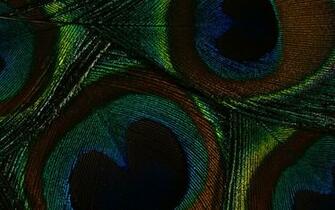 Peacock Feather Wallpaper