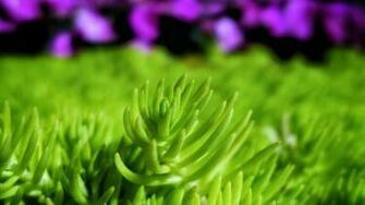 Goods On Screensavers Digital Photos Photo