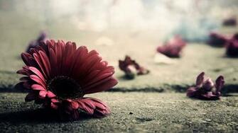 Gerbera Wallpaper X Net