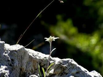 Nature Of Beautiful Edelweiss Flower HD Wallpaper Collection