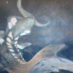 Ceadeus Pictures Image Photos Photobucket
