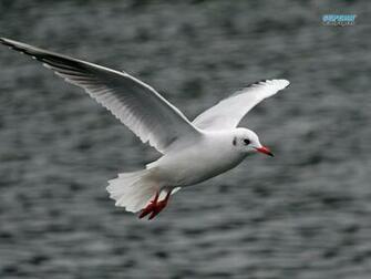Seagull Wallpaper Desktop
