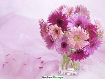 Gerbera Jpg