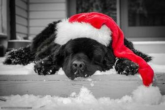 Wallpaper Sleepy Dog Dogs Animal Desktop In