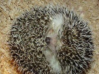 Hedgehog Wallpaper
