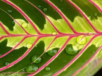 Tropical Leaf