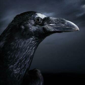 Wallpaper Black Crow Animal iPad Mini HD
