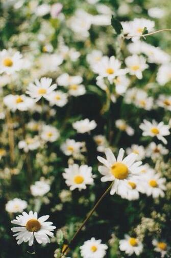 Daisy Wallpaper